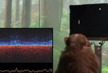 Neuralink的脑机界面演示展示了一只猴子在玩Pong