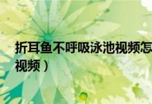 折耳鱼不呼吸泳池视频怎么回事（折耳鱼不呼吸9分钟泳池视频）