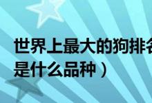 世界上最大的狗排名有多大(世界上最大的狗是什么品种)