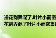 送花别弄混了,叶片小而密集的是玫瑰还是月季月季玫瑰(送花别弄混了叶片小而密集的是玫瑰还是月季)