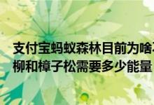 支付宝蚂蚁森林目前为啥不能浇水（支付宝蚂蚁森林新增沙柳和樟子松需要多少能量）