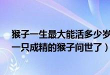 猴子一生最大能活多少岁（动物园猴子砸玻璃_建国以后第一只成精的猴子问世了）