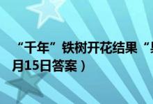 “千年”铁树开花结果“果”能生食吗(蚂蚁新村小课堂11月15日答案)
