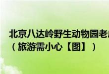北京八达岭野生动物园老虎伤人事件后续：狮子能扒开车门（旅游需小心【图】）