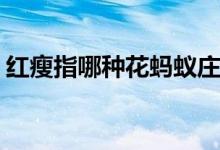 红瘦指哪种花蚂蚁庄园（蚂蚁庄园3.30答案）