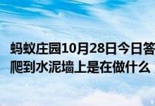 蚂蚁庄园10月28日今日答案大全（雨后有时会看到不少蜗牛爬到水泥墙上是在做什么）