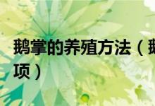 鹅掌的养殖方法（鹅掌花的养殖方法和注意事项）