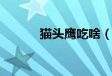 猫头鹰吃啥（猫头鹰简单介绍）