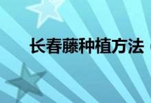 长春藤种植方法（常春藤的养殖方法）