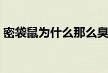 密袋鼠为什么那么臭（为什么密袋鼠那么臭）