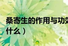 桑寄生的作用与功效(桑寄生的作用与功效有什么)