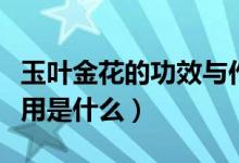 玉叶金花的功效与作用（玉叶金花的功效与作用是什么）