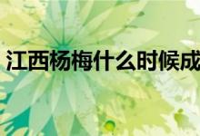 江西杨梅什么时候成熟（江西杨梅成熟时间）
