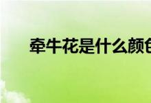 牵牛花是什么颜色的（牵牛花的花语）