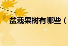盆栽果树有哪些（盆栽果树有哪些品种）