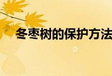 冬枣树的保护方法（需要怎么进行保护）