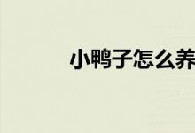 小鸭子怎么养（五点内容分享）