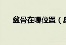 盆骨在哪位置（身体哪个位置是盆骨）