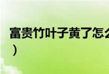 富贵竹叶子黄了怎么办（三个小妙招轻松搞定）
