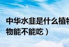 中华水韭是什么植物能吃吗（中华水韭是啥植物能不能吃）