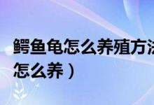 鳄鱼龟怎么养殖方法和注意事项（鳄鱼龟在家怎么养）