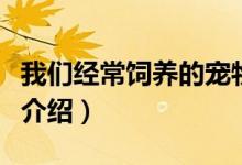 我们经常饲养的宠物龙猫是猫吗（龙猫的简单介绍）