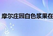摩尔庄园白色浆果在哪（摩尔庄园浆果在哪）