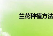 兰花种植方法（如何种植兰花）