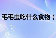 毛毛虫吃什么食物（毛毛虫变成蝴蝶的过程）