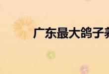 广东最大鸽子养殖场（你了解吗）
