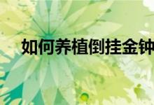 如何养植倒挂金钟（养植倒挂金钟方法）