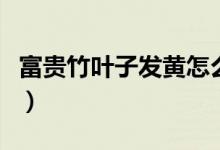富贵竹叶子发黄怎么救（有什么方法可以解决）