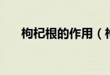 枸杞根的作用(枸杞根的作用与功效)