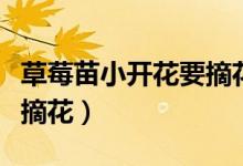 草莓苗小开花要摘花吗（草莓苗小开花要不要摘花）