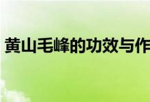 黄山毛峰的功效与作用（大家不妨了解一下）