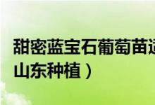 甜密蓝宝石葡萄苗适应哪些地区种植（适合在山东种植）