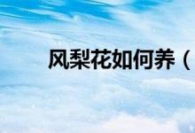风梨花如何养(凤梨花的养殖方法)