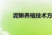 泥鳅养殖技术方法（如何养殖泥鳅）