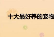十大最好养的宠物（养什么宠物比较好）