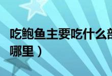 吃鲍鱼主要吃什么部位（鲍鱼日常吃的部位在哪里）