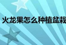 火龙果怎么种植盆栽(火龙果种植盆栽方法)