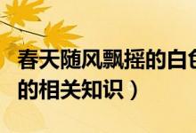 春天随风飘摇的白色柳絮是柳树的什么（柳絮的相关知识）