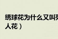 绣球花为什么又叫死人花（绣球花为啥又叫死人花）