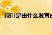绿叶是由什么发育成的（什么发育成绿叶）