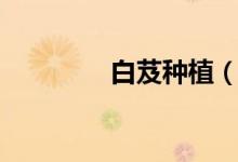 白芨种植（具体介绍如下）