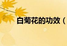 白菊花的功效（白菊花的功效介绍）