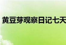 黄豆芽观察日记七天（七天黄豆芽观察日记）