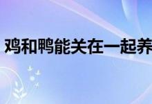 鸡和鸭能关在一起养吗（鸡和鸭一起养好吗）