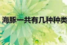 海豚一共有几种种类(海豚一共有多少种类)