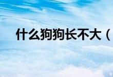 什么狗狗长不大（这几类狗狗都长不大）
